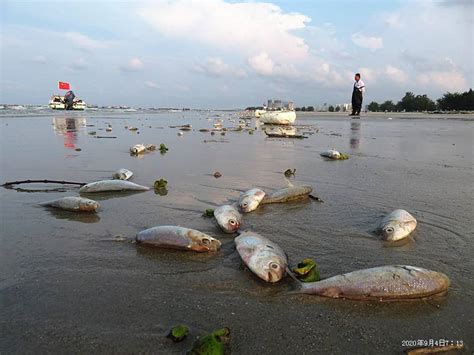 死掉的魚怎麼處理|死了魚怎麼處理遺體，魚死了怎麼辦